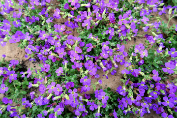 Naklejka premium Aubrieta deltoidea flower