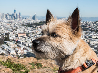 Pup with San Francisco