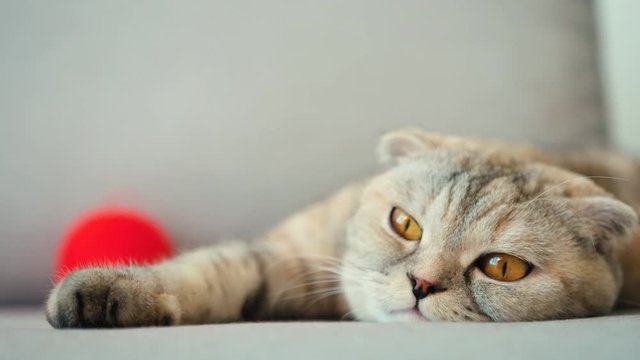 Scottish Fold sleepy kitten lying on sofa. Close up. Cute serious cat lying on the sofa. Indoor.