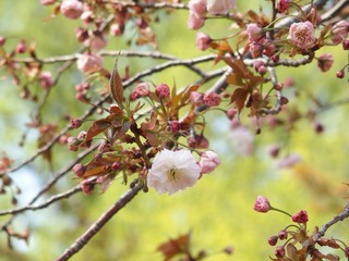 桜の花と蕾