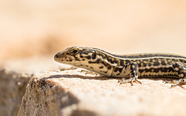 Portrait of a common wall lizard