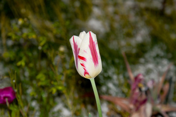 Tulpen im Frühjahr (tulips in springtime)