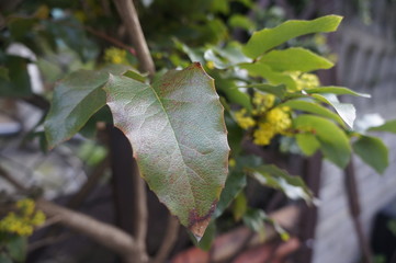 Wiosenny zielony błyszczący liść