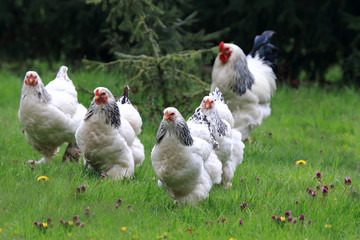 Chickens with rooster running