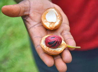 Fresh nutmeg fruit