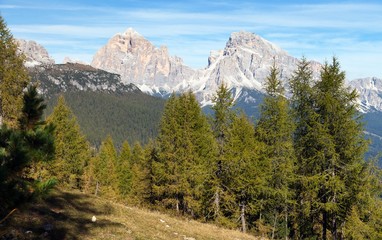 Larch wood and Le Tofane Gruppe, Dolomiti, Italy