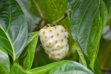Noni fruit on tree