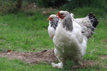 There are several breeds of chickens