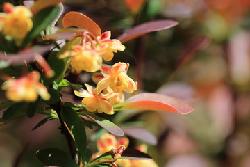 Beautiful little flowers among the beautiful leaves of decorative barberry ...