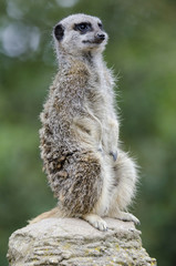 Meerkat 1