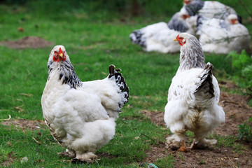 Chickens are group animals