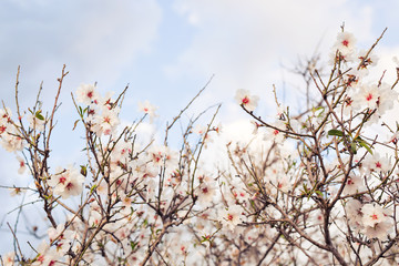 beautiful closeup spring blossoming tree