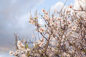 beautiful closeup spring blossoming tree