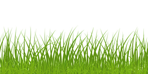 High quality green grass on white background, seamless vector illustration.