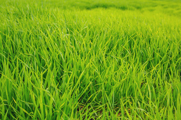 green grass texture
