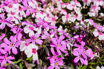 Violet flower, macro photo