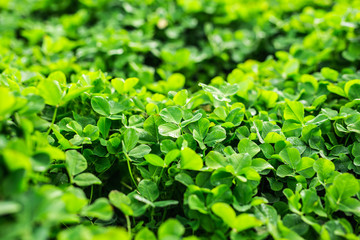 Fototapeta na wymiar Green background with three-leaved shamrocks.
