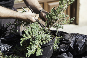 Pruning bonsai