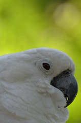 Pappagallo Cacatua bianco   