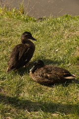 Mallards on green grass on a sunny day
