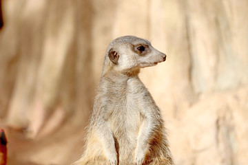 Fototapeta premium jerboa sitting on a stone and looks aside