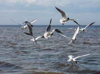 Sun shining and birds flying over a heavenly blue sky