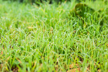 water drops on the green grass close up