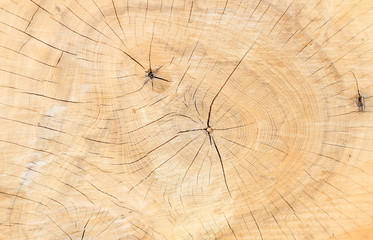 Fototapeta premium Tree rings texture background