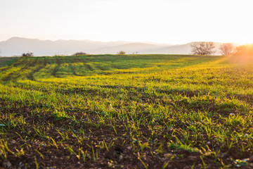 green rural field at the early morning