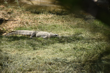descansando