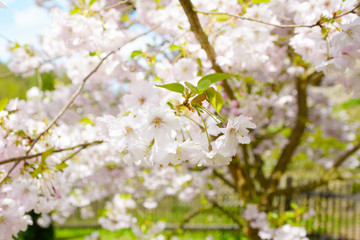 Fototapeta na wymiar Flower ornamental cherry with spring atmosphere and blue sky
