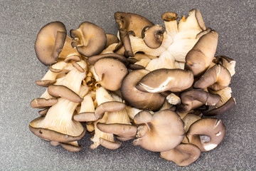 Bunch of fresh Oyster mushrooms