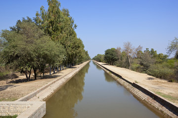 Fototapeta na wymiar rajasthan canal with eucalyptus trees