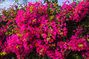 Fototapeta na wymiar Spring, flowers and blooming concept - Beautiful pink flowers. Mediterranean tree.