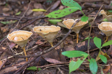 Surat Thani, Mushroom on The Log