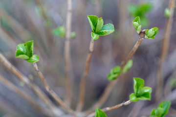 Bright juicy greens of young plant shoots in spring