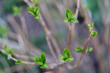 Bright juicy greens of young plant shoots in spring