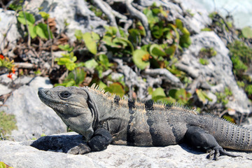 Iguana nelle rovine Maya