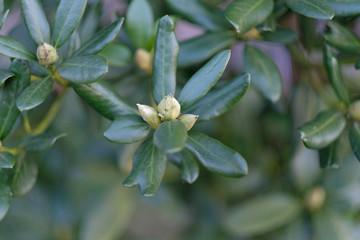 Rhododendron bush with flower bud in the garden in spring