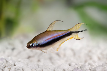 Emperor tetra Nematobrycon palmeri aquarium fish 
