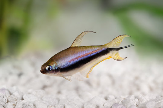 Fototapeta Emperor tetra Nematobrycon palmeri aquarium fish 