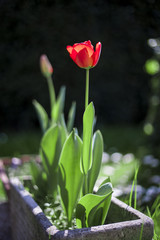 Red_Tulip