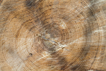 wood texture or background