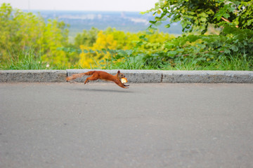 .Red squirrel with a piece of bread in his mouth runs on asphalt