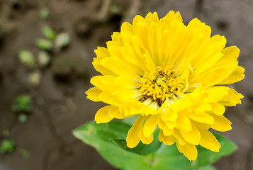 Fototapeta premium Zinnia flower