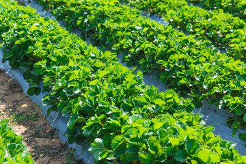 strawberry plant agriculture industry in Asia north of Thailand.