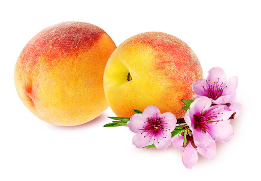     Peach  and peach flowers  isolated on white