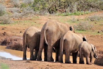 Fototapeta premium Słonie przy wodopoju