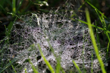 pajęczyna w trawie © Henryk Niestrój