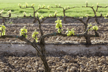 Vineyards